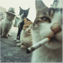 avatar ✧.* KΛI *.✧