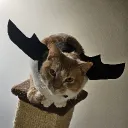 slightlyangrykitty