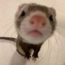 Discord Avatar