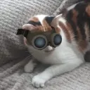 pugnaciousursus