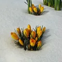 wildflowers_in_winter8795