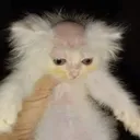 slashinfps