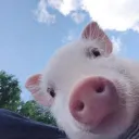 deFlaure's Avatar
