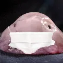 lavatsj