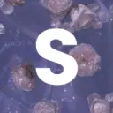 itsseedc