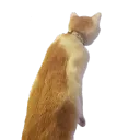 ohheypaige
