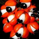 guaranna.