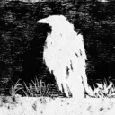 sleepycorvids