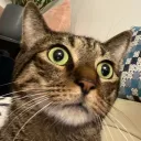 bigtonkat_