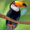 toucan.br