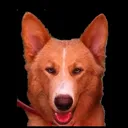 luckypoker