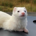 avatar 🍪×丂尺乙furry™×🍪