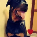 figgue9 avatar