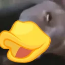 d_shubunkin avatar