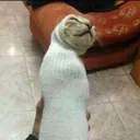 shrugggie
