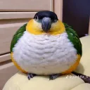 .screep