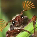 .beetlemaster