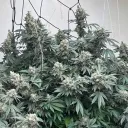 plugrower