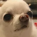 dumfok