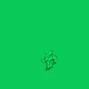.kijitora