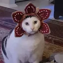 kattysnezh