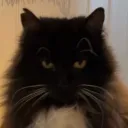 catt0215