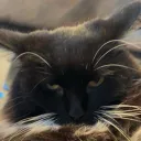 catt0215