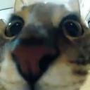 https://cdn.discordapp.com/avatars/431853274950270997/4ebfdbf34314054b070358d2cc1165dc.jpg?size=128