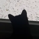 shinrisnow