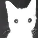 avatar yuum1cat <3