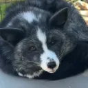 fluffyvlad