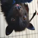 neobie