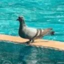 poolpigeon