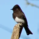 sparrow767005