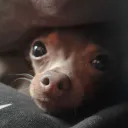 giglzz