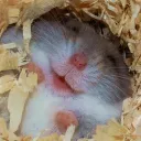 hamster.3582