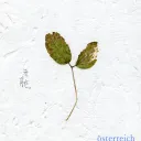 iperzt