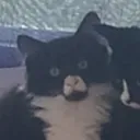 lilinho64