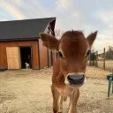 thebeefstranger
