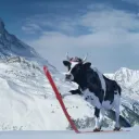 skivache