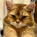 Discord Avatar