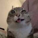 sorrelll