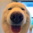 vaivod avatar