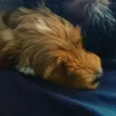 mowgles