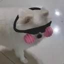 fivetimesjin