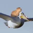 wtfglep