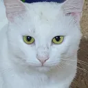 derpy_newb