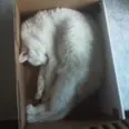 .thelazycat