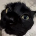 goiis