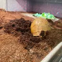 jakethekingsnake